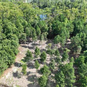 Photo #24 of SOLD property in 152 Dailey Road, Camden, NC 10.0 acres