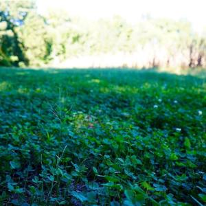 Photo #12 of 5891 Turner Smith, Browns Summit, NC 24.6 acres