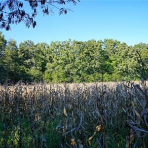 Photo #9 of 5891 Turner Smith, Browns Summit, NC 24.6 acres