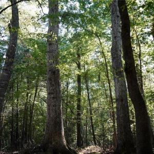 Photo #10 of 5891 Turner Smith, Browns Summit, NC 24.6 acres