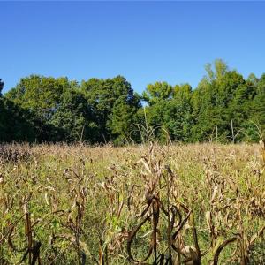 Photo #11 of 5891 Turner Smith, Browns Summit, NC 24.6 acres