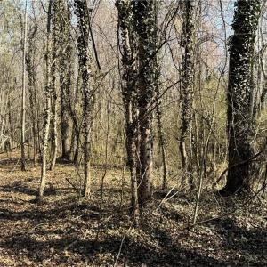 Photo #38 of Barlow, King, NC 11.0 acres