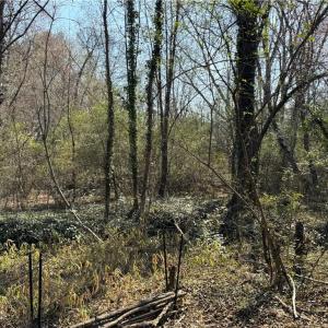 Photo #37 of Barlow, King, NC 11.0 acres