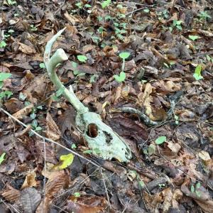 Photo #21 of Mountain View, Germanton, NC 13.9 acres