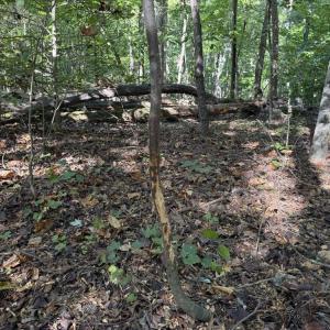 Photo #12 of Liberty Church, Yadkinville, NC 12.6 acres