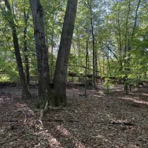 Photo #9 of Liberty Church, Yadkinville, NC 12.6 acres