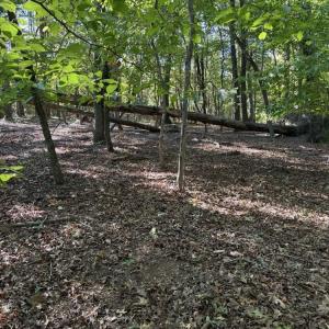 Photo #10 of Liberty Church, Yadkinville, NC 12.6 acres
