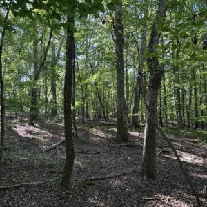 Photo #14 of Liberty Church, Yadkinville, NC 12.6 acres
