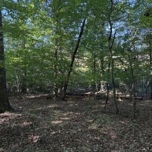 Photo #15 of Liberty Church, Yadkinville, NC 12.6 acres