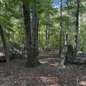 Photo #11 of Liberty Church, Yadkinville, NC 12.6 acres