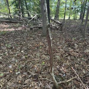 Photo #8 of Liberty Church, Yadkinville, NC 12.6 acres