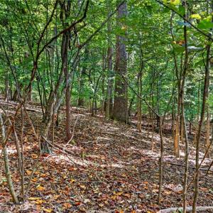 Photo #27 of 2347 Clacie, Liberty, NC 79.4 acres