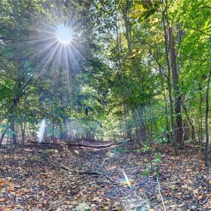 Photo #43 of 2347 Clacie, Liberty, NC 79.4 acres