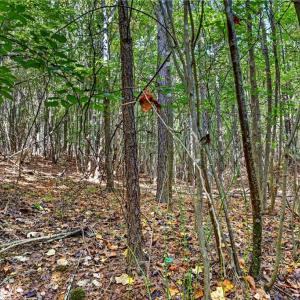 Photo #45 of 2347 Clacie, Liberty, NC 79.4 acres