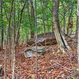 Photo #19 of 2347 Clacie, Liberty, NC 79.4 acres