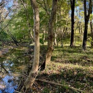 Photo #29 of 2347 Clacie, Liberty, NC 79.4 acres