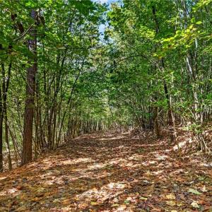 Photo #8 of 2347 Clacie, Liberty, NC 79.4 acres