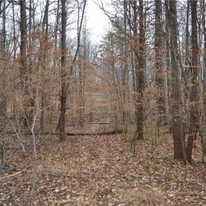 Photo #16 of 17 Acres Davie, Madison, NC 17.2 acres