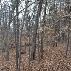 Photo #20 of 17 Acres Davie, Madison, NC 17.2 acres