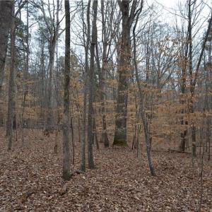 Photo #18 of 17 Acres Davie, Madison, NC 17.2 acres