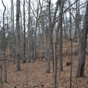 Photo #21 of 17 Acres Davie, Madison, NC 17.2 acres