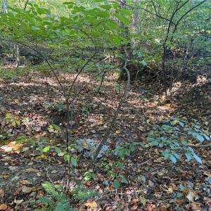 Photo #9 of Lot 1 Hidden Creek, Reidsville, NC 10.3 acres