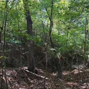 Photo #24 of Lot 8 Hidden Creek, Reidsville, NC 13.5 acres