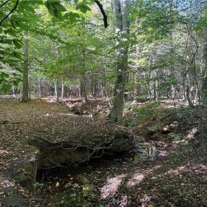 Photo #12 of Lot 4 Hidden Creek, Reidsville, NC 24.5 acres