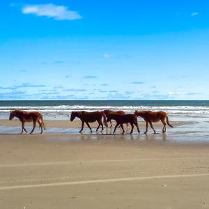 Photo #13 of 2091 Sandpiper Road, Corolla, NC 0.3 acres