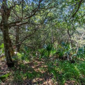 Beautiful Vegetation