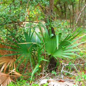 Native Saw Palmetto Vegetation