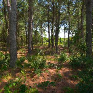 Photo #11 of 918 Plover Court, Corolla, NC
