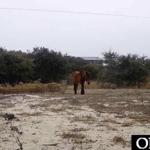Photo #4 of 2126 Sandpiper Road, Corolla, NC 0.4 acres