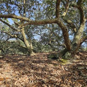 Photo #11 of 510 Albatross Lane, Corolla, NC 0.3 acres