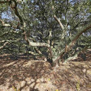 Photo #9 of 510 Albatross Lane, Corolla, NC 0.3 acres