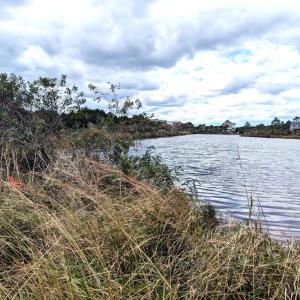 View of the pond across the lane.