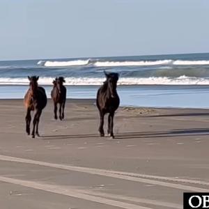 Horse Play