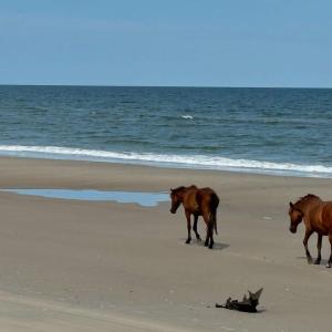 Photo #8 of 2011 Ocean Pearl Road, Corolla, NC 0.3 acres