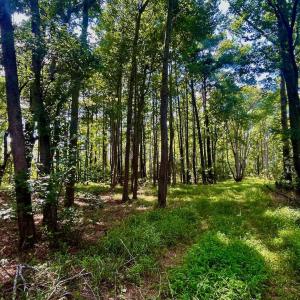 Photo #44 of West Side Lane, Powells Point, NC 225.7 acres