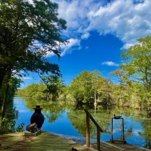 Photo #37 of West Side Lane, Powells Point, NC 225.7 acres