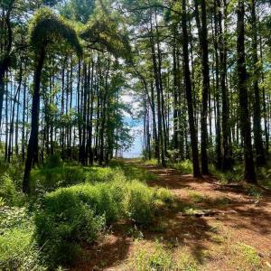 Photo #41 of West Side Lane, Powells Point, NC 225.7 acres