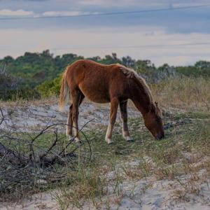 Photo #8 of 2353 Sandfiddler Road, Corolla, NC 0.6 acres