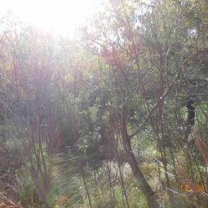 Photo #8 of TBD Sarah Ellen Drive, Ocracoke, NC 0.3 acres