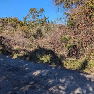 Photo #3 of TBD Central Drive, Ocracoke, NC 0.3 acres