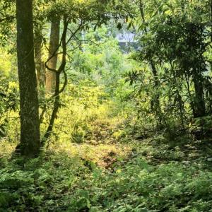 Dream Homesite