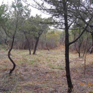 Photo #5 of TBD Central Drive, Ocracoke, NC 0.2 acres