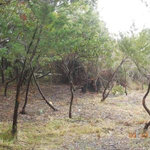 Photo #1 of TBD Central Drive, Ocracoke, NC 0.2 acres