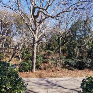 Photo #2 of 292 Dogwood Trail, Southern Shores, NC 0.6 acres