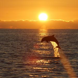 Photo #10 of Lot 14 Carolina Cays, Manteo, NC 10.0 acres