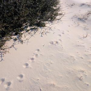 Wildlife Roaming Around